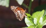 Variegated Fritillary 