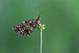 Zilveren maan / Boloria selene