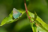 Groentje - Callophrys rubi