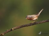 Westelijke baardgrasmus / Western subalpine warbler