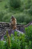 Alpenmarmot / Alpine marmot