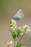 Groot tragantblauwtje. / Polyommatus escheri