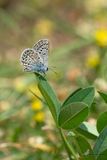 Groot tragantblauwtje. / Polyommatus escheri
