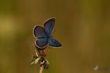 Klaverblauwtje / Polyommatus semiargus