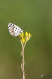 Vetkruidblauwtje / Scolitantides orion