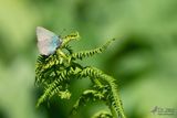 Groentje - Callophrys rubi