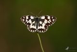 Dambordje / Melanargia galathea
