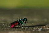Gewone goudwesp - Chrysis ignita