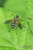 Dexiosoma caninumjpg