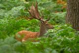 Damhert / Fallow deer