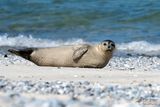 Grijze zeehond / Grey seal
