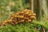 Echte honingzwam / Armillaria mellea
