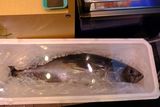 A 90-lbs Tuna (DSCF0782.JPG)