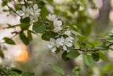 Apple Blossom Time