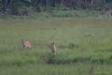 Doe Duo