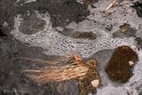 The Winter Brook