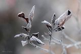 Frost