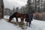 Fresh Snow