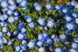 Nemophila