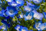 Nemophila