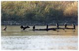 Kormoran | Cormorant