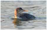 Nur białodzioby | White-billed Loon