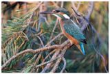 Zimorodek | Kingfisher