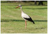 Bocian biały | White stork