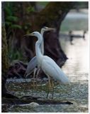 Czapla biała | Great Egret