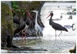 Bocian czarny | Black stork