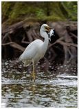 Czapla biała | Great Egret