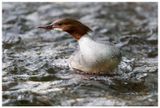 Nurogęś | Common merganser