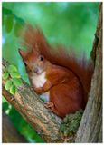 Wiewirka | Squirrel