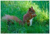 Wiewirka | Squirrel