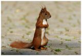 Wiewirka | Squirrel