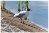 Mewa śmieszka | Black-headed gull