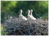 Bocian biały | White stork