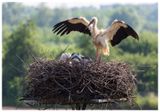 Bocian biały | White stork