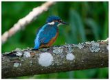 Zimorodek | Kingfisher