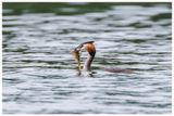 Perkoz dwuczuby | Great crested grebe