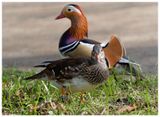 Mandarynka | Mandarin Duck