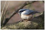 Kowalik | Eurasian nuthatch
