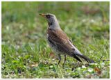 Kwiczoł | Fieldfare