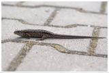Jaszczurka zwinka | Sand lizard
