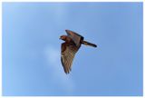 Błotniak stawowy | Marsh harrier