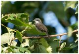 Piegża | Lesser whitethroat
