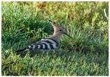 Dudek | Hoopoe