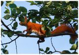 Wiewirka | Squirrel