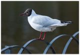 Mewa śmieszka | Black-headed gull