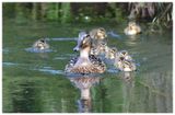 Krzyżwka | Mallard